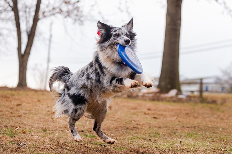 Frisbee the outlet dog